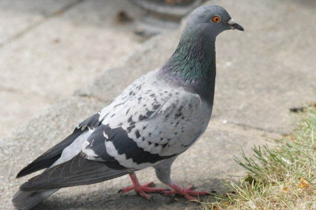 ISIS Bans Pigeon Breeding Because Sight Of Bird’s Genitals Is Offensive ...